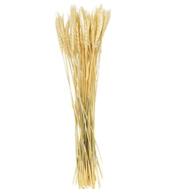 Imagem de Trigo Desidratado Natural Capim Folhagem Planta 70x9cm Maço