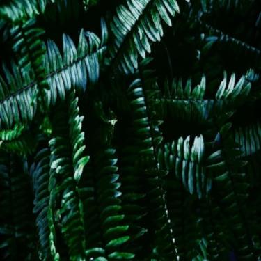 Imagem de Quadro Decorativo Folhagem de Samambaia em Tela para Ambientes Internos 50x70cm 30x30cm