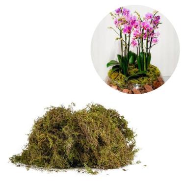 Imagem de 5 Litros Musgo Verde Desidratadas Decoração Arranjos Flores - AC