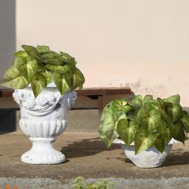 Imagem de 7 Unidades de Buquê de Singônio Artificial com Folhagens Vivas para De