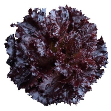 Imagem de Sementes Peletizadas Alface Crespa Roxa Bs Acr0070 Blueseeds (200 sementes)
