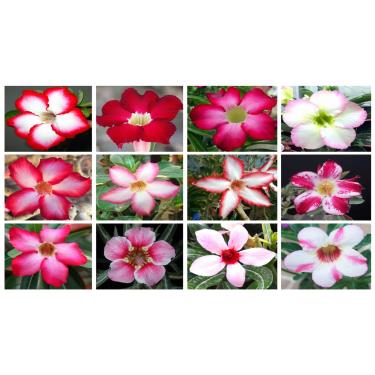 Imagem de 10 Sementes de Rosas do Deserto triplas, duplas e simples (Adenium obesum) Sortidas Kit nº 011