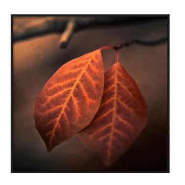 Imagem de Quadro Decorativo Folhas de Campo com Vidro e Moldura 52x52cm (Tom da Estação, Gano, 52, centímetros, 52, centímetros)