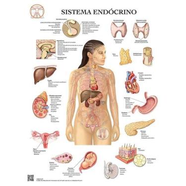 Imagem de Pôster Sistema Endócrino - Body Scientific