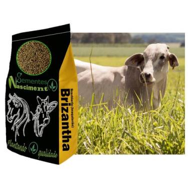 Imagem de 20kg Sementes de brachiaria brizantha marandu braquiarão para pastagem