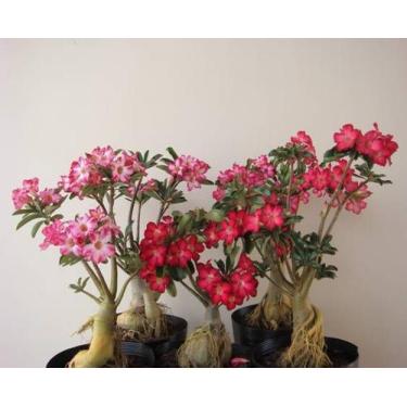 Imagem de 04 Rosa Do Deserto 2 Anos Já Com Flor Sortida - ItaloBragaRD