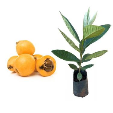 Imagem de Muda de Ameixa Amarela 50 a 80cm AMK - Plantas Online - AMK Jardinagem