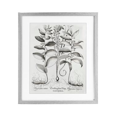 Imagem de Stupell Industries Vintage Botanical Root Study Impressão emoldurada cinza sob vidro, design por Lettered and Lined, 16 x 13