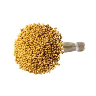 Imagem de Planta Seca Botão Pimentinha Amarela - Pense Flores