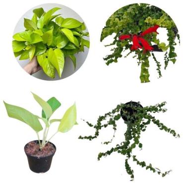 Imagem de Kit Jiboia Verde Neon Planta + Columeia Crespa Dobrada Rasta - Orquifl