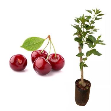 Imagem de Muda de Cereja Europeia 50 a 80cm AMK - Plantas Online - AMK Jardinage