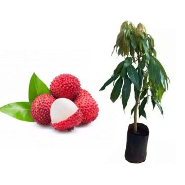 Imagem de Muda de Lichia Alporquia 50 a 80cm AMK - Plantas Online - AMK Jardinag