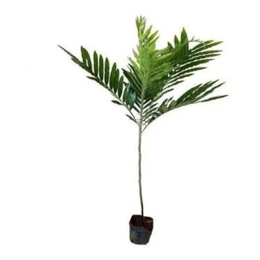 Imagem de Kit 4 Mudas De Arvore Samambaia - AMK - Jardinagem e Paisagismo