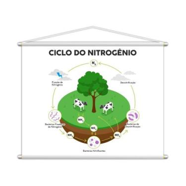 Imagem de Ciclo Do Nitrogênio Banner Escolar Pedagógico 130X100Cm - Plimshop