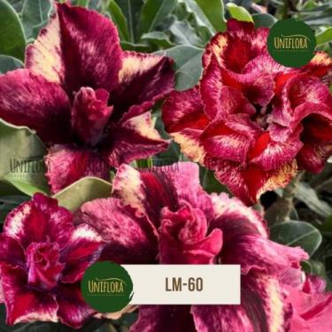 Imagem de Planta Rosa do Deserto DOBRADA COR EXÓTICA LM-60 - UNIFLORA