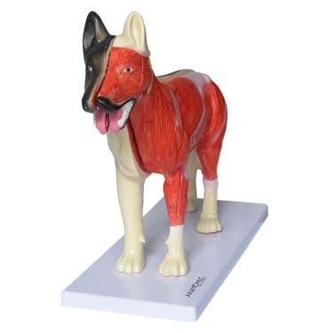 Imagem de Anatomia Do Cachorro