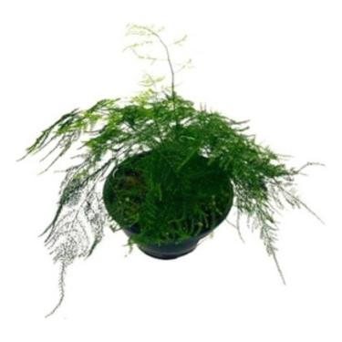 Imagem de Aspargo Melindre (asparagus Officinalis) Planta Natural