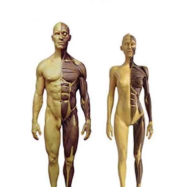 Imagem de Modelo de Figura Anatômica Humana - Figura Anatomia Feminina e Masculina Modelo de Osso Muscular Anatômico Humano - para Estudo de Desenho de Artista Médico, Estudo de Sala de Aula de Ciências