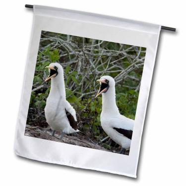 Imagem de 3dRose fl_86094_1 "Ecuador, Ilhas Galápagos, Booby mascarado - bandeira de jardim Cindy Miller Hopkins, 12 x 18