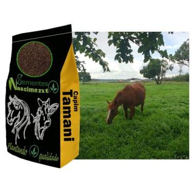 Imagem de 5kg Sementes de capim tamani excelente pastagem para caprinos/equinos/