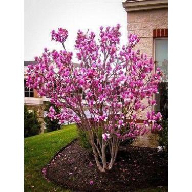 Imagem de Muda Flor Magnólia (Magnolia liliflora) - Dancruz
