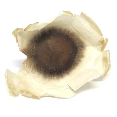 Imagem de 1.000 Sementes de Moringa Oleifera Para Plantio e Mudas e Silagem