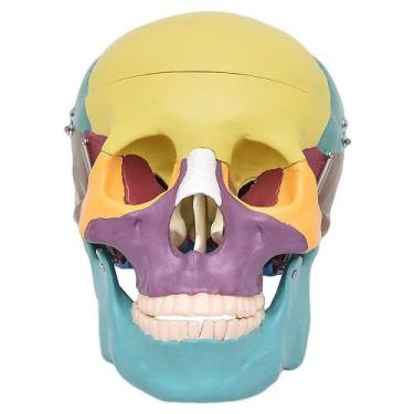 Imagem de Crânio Humano Colorido em 3 Partes Modelo Anatomia