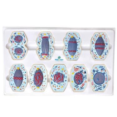 Imagem de Mitose em 9 Fases Anatomia Sdorf