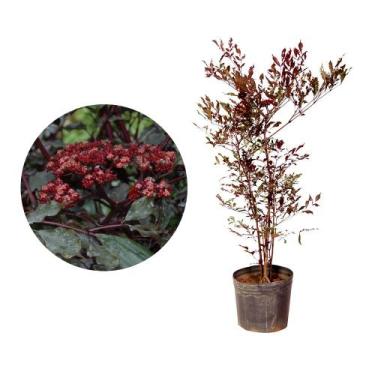 Imagem de Muda de Leia Rubra 20 a 40cm AMK - Plantas Online - AMK Jardinagem e P