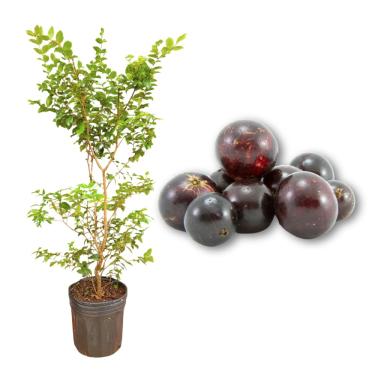 Imagem de Muda de Jabuticaba Híbrida - Rápida Produção - Produz em Vasos