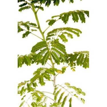 Imagem de Muda de Flamboyant Altura 0,40 cm a 0,80 cm - Plantas