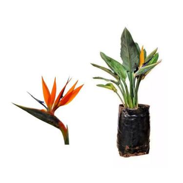 Imagem de Muda de Strelitzia  20 a 40cm AMK - Plantas Online - AMK Jardinagem e 