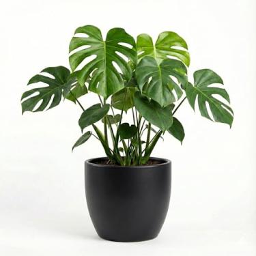 Imagem de Genérico Vaso Redondo Decorativo para Interiores, Tamanho M, Branco, Polietileno, Acabamento em Trama, Formato Redondo, Vaso para Plantas, 12x7x11 cm