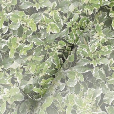 Imagem de Papel De Parede Adesivo Muro Grama Inglês Planta Verde - BAZAR DOS QUA