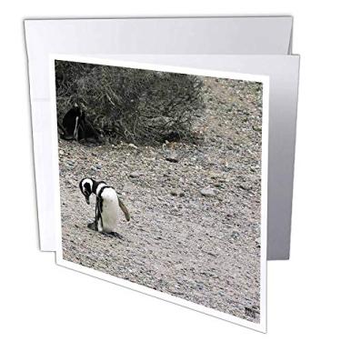 Imagem de 3dRose Pinguins Magellânicos, Costa da Patagônia, Chubut - Cartões comemorativos, 15,24 x 15,24 cm, Conjunto de 12 (gc_10535_2)