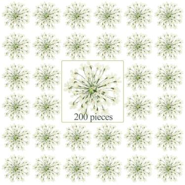 Imagem de Flores secas prensadas Fabbay Ammi Majus para arte em resina, 200 unid
