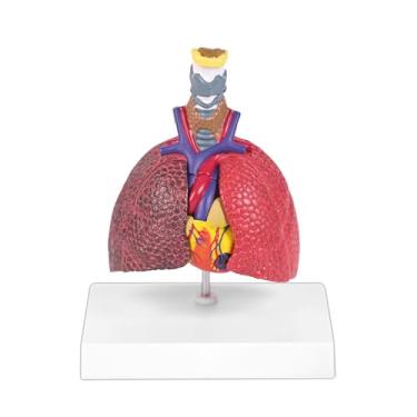 Imagem de JNMFTD Modelo de sistema respiratório humano, mini tamanho natural, 5 partes, comparação de pulmão patológico saudável laringe modelo de anatomia cardíaca órgãos removíveis com cartão manual PVC para