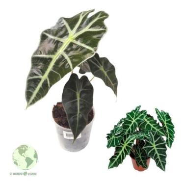 Imagem de Planta Muda Alocasia Polly Amazonica + Vaso Bem Embalado Top - O MUNDO
