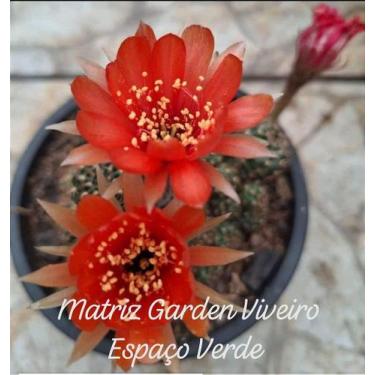 Imagem de Cacto Lobivia - Muda de Suculenta em Vaso 09 cm - Garden Viveiro Espaç