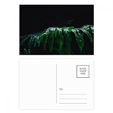 Imagem de Fotografia Folhas Plantas Foto Natureza Cartão Postal Cartão Cartão Cartão Cartão de Felicitação
