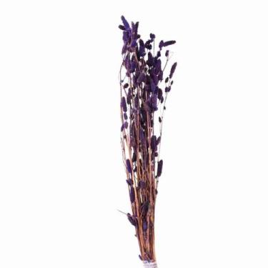 Imagem de Celósia Rabo de Coelho Roxo Desidratado - Pense Flores