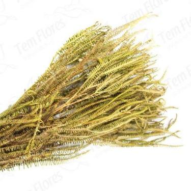 Imagem de Samambaia Tres Andares Amarelo Flor Buque Flores Secas - Tem Flores
