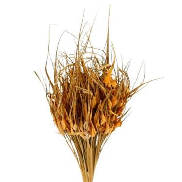 Imagem de Capim Estrela Laranja Desidratado - Tem Flores