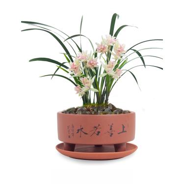 Imagem de Dahlia "Top Virtue is Like Water Zisha Succulent Planter/Plant Flower Pot w. Saucer, Style 1: Brown
