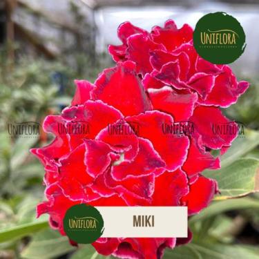 Imagem de Planta Rosa do Deserto vermelha multipétalas MIKI - UNIFLORA