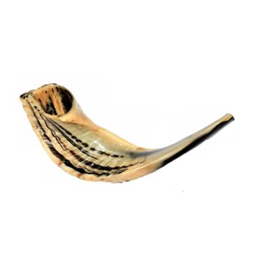 Imagem de Shofar Chifre De Carneiro De Tocar - 29 A 33 Cm - De Israel
