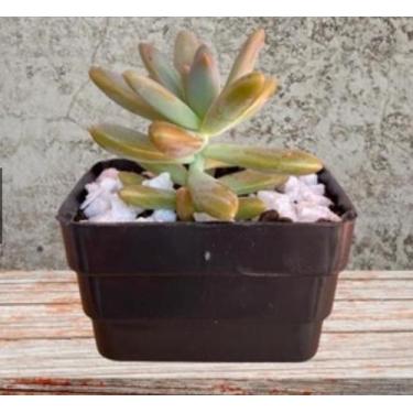 Imagem de Kit Com 50 Mini Jardineira Suculentas-Plantas-Lembrancinhas - 4Estaçõe