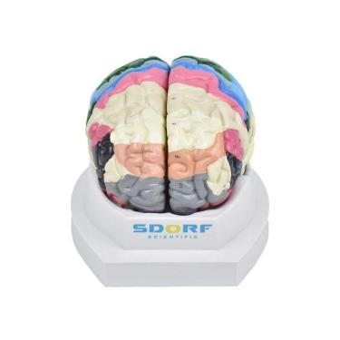 Imagem de Cérebro Neuro-Anatômico Colorido em 2 Partes