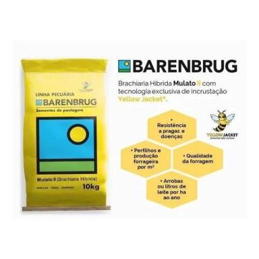 Imagem de Sementes De Brachiaria Híbrida Mulato 2 - 10 kg - Barenbrug