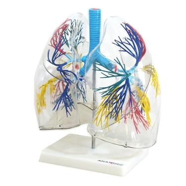 Imagem de Pulmão Humano Transparente Anatomia